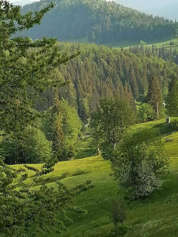 Cabana Daria Gîrda de Sus Екстериор снимка
